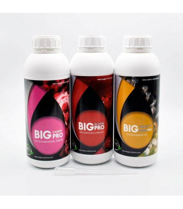 KIT + SABOR (Big Organic)